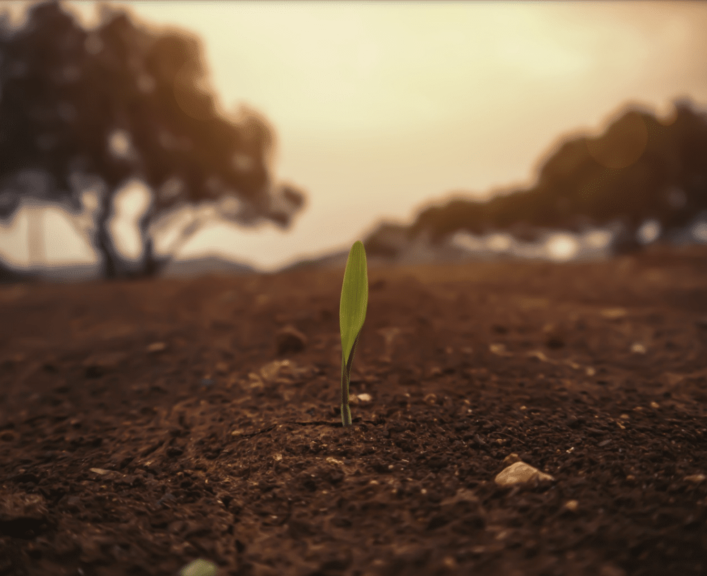 Single green sprout emerging from fertile soil, symbolizing the new beginnings and sustainable growth that Harpi Group cultivates through strategic management and business design for organizations.